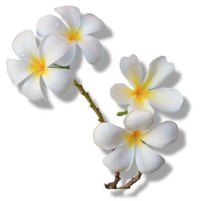 Angélica