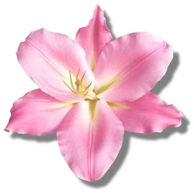 Azucena