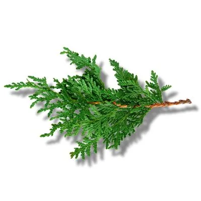 Cedro