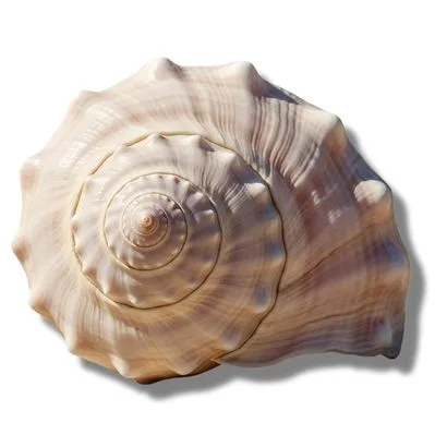 Conchas de Mar