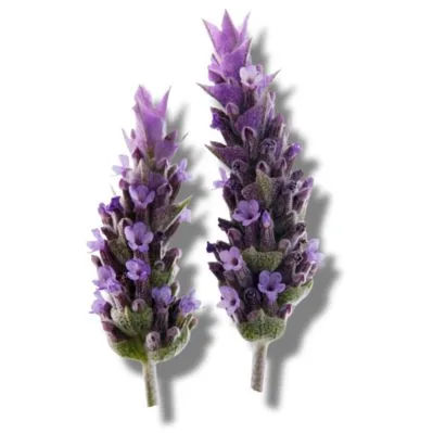 Esclarea