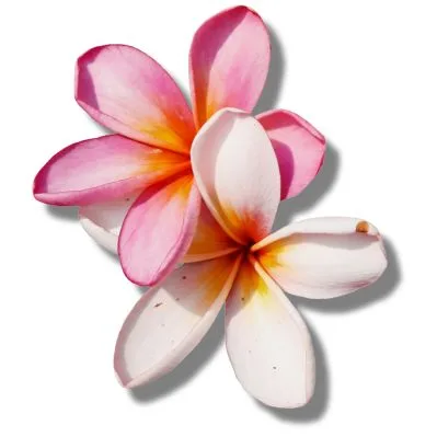 Frangipani