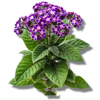 Heliotropo