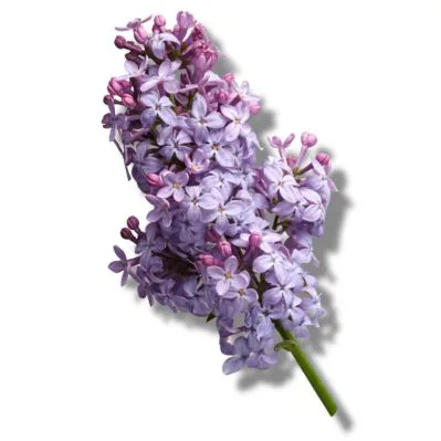 Lilas