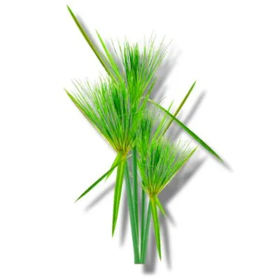 Papiro