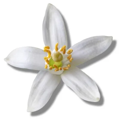 Styrax