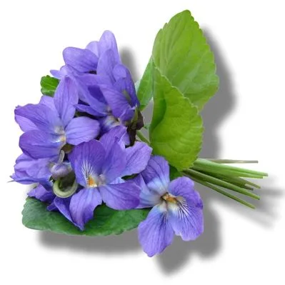 Violetas