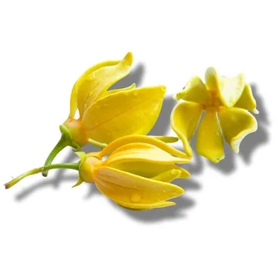 Ylang Ylang