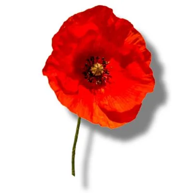 Amapola
