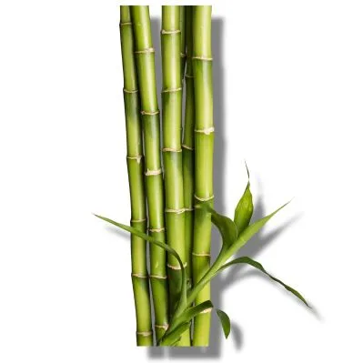 Bambú