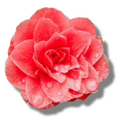 Camelia