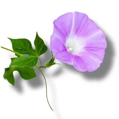 Campanilla
