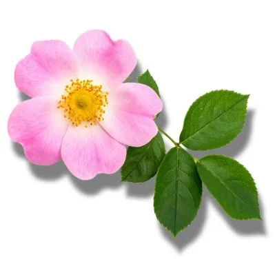 Rosa Silvestre