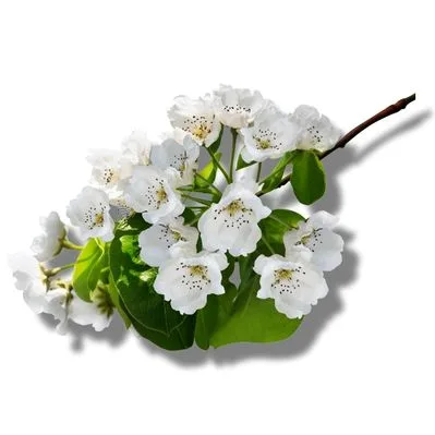 Flor de Peral