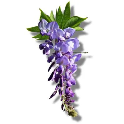 Glicinia