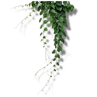 Hiedra