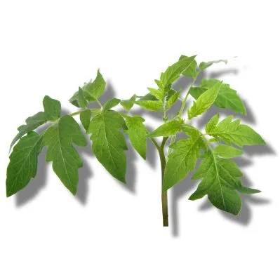 Hojas de Tomatera