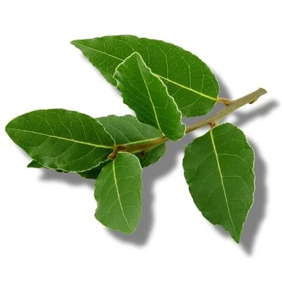 Laurel