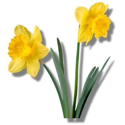 Narcisos