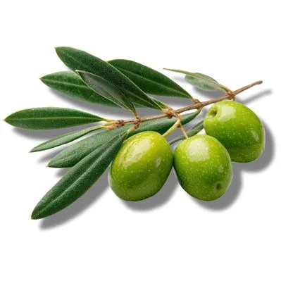 Olivo
