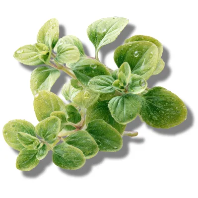 Oregano