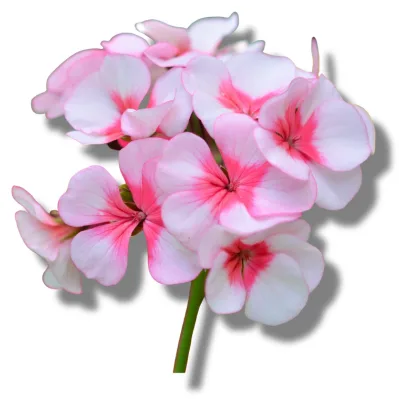 Pelargonio