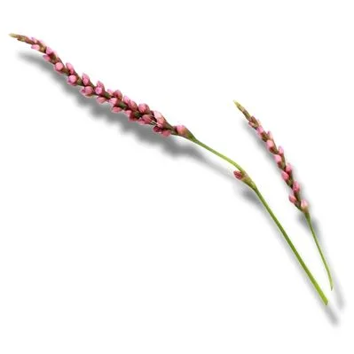 Polygonum