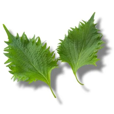 Shiso