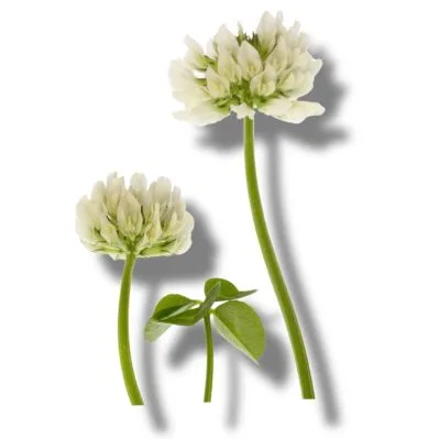 Trébol Blanco