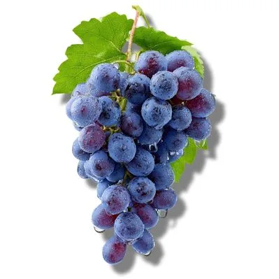 Uvas