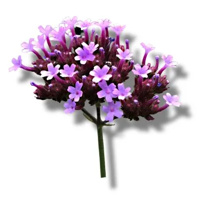 Verbena