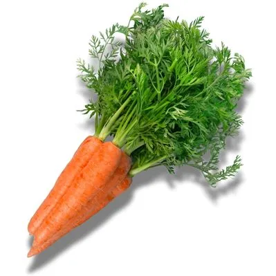 Zanahoria